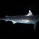 Tiger sharks.
